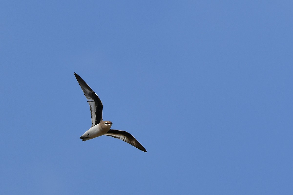Small Pratincole - ML644304693