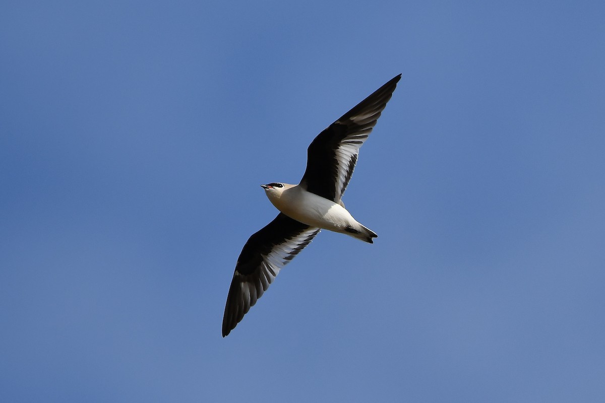 Small Pratincole - ML644304694