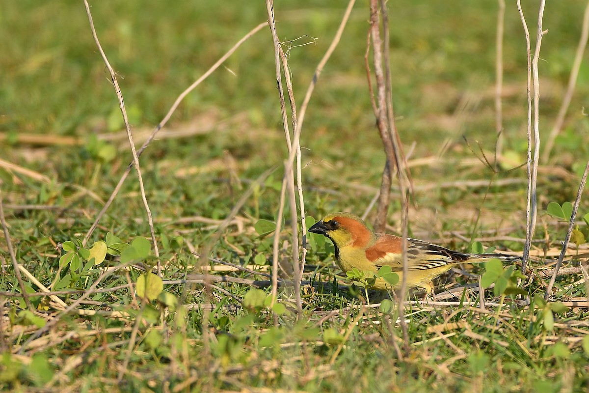 Plain-backed Sparrow - ML644304709