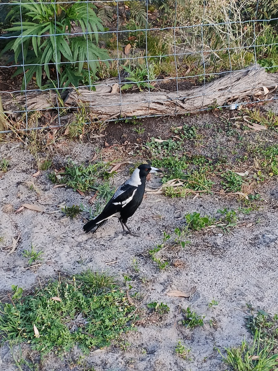 Australian Magpie (Black-backed x White-backed) - ML644304710