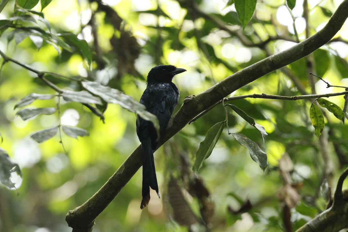 Sri Lanka Drongo - ML644304722