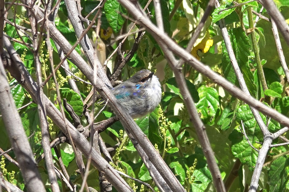 Splendid Fairywren - ML644304724