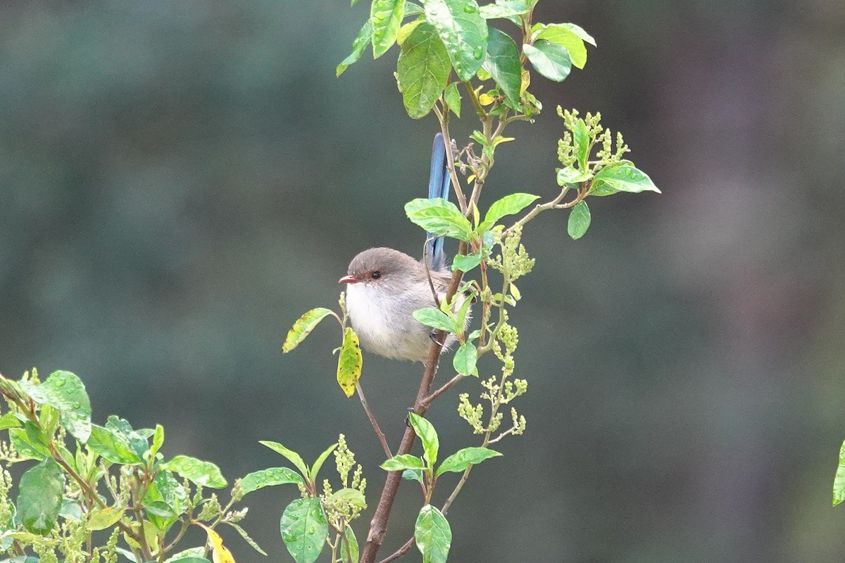 Splendid Fairywren - ML644304726