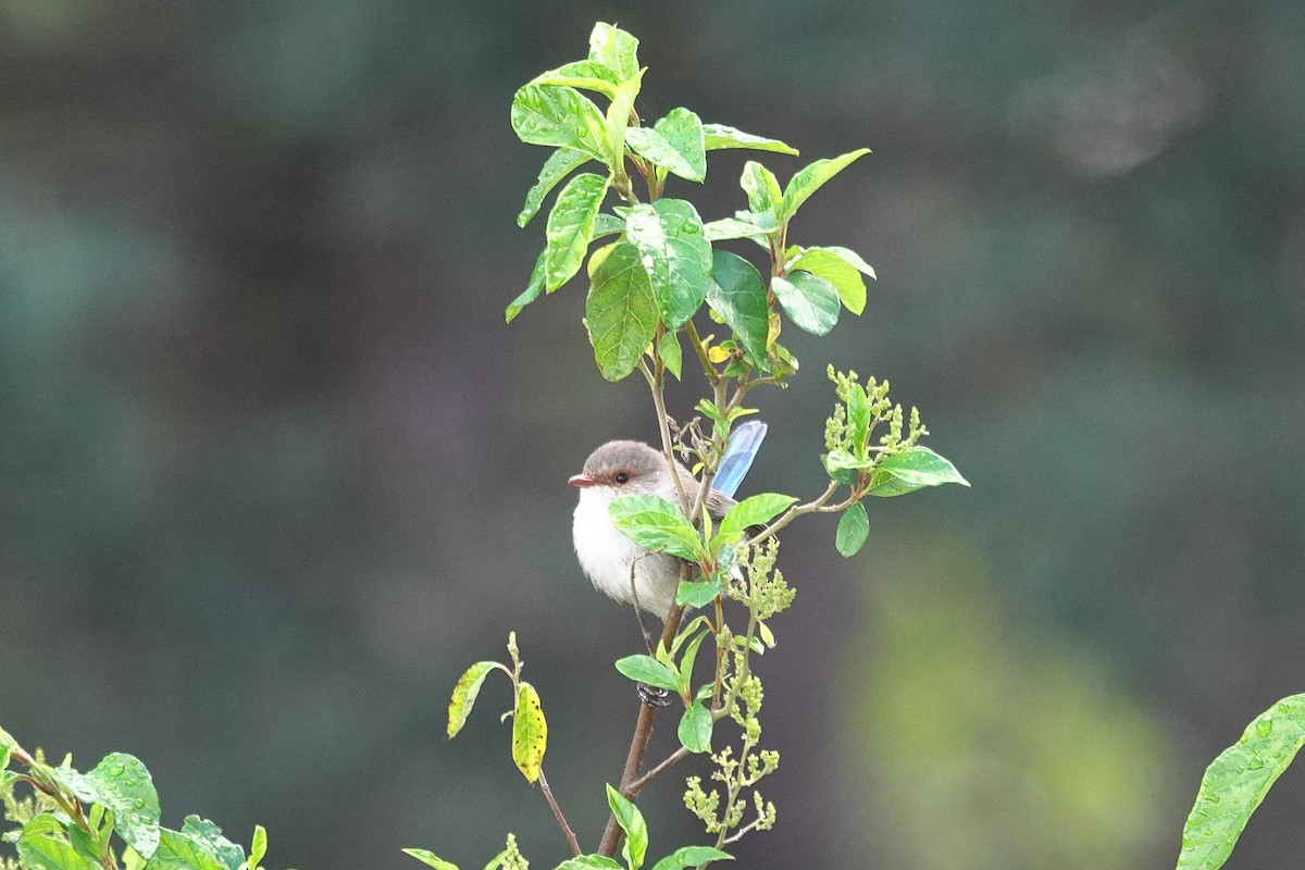 Splendid Fairywren - ML644304730