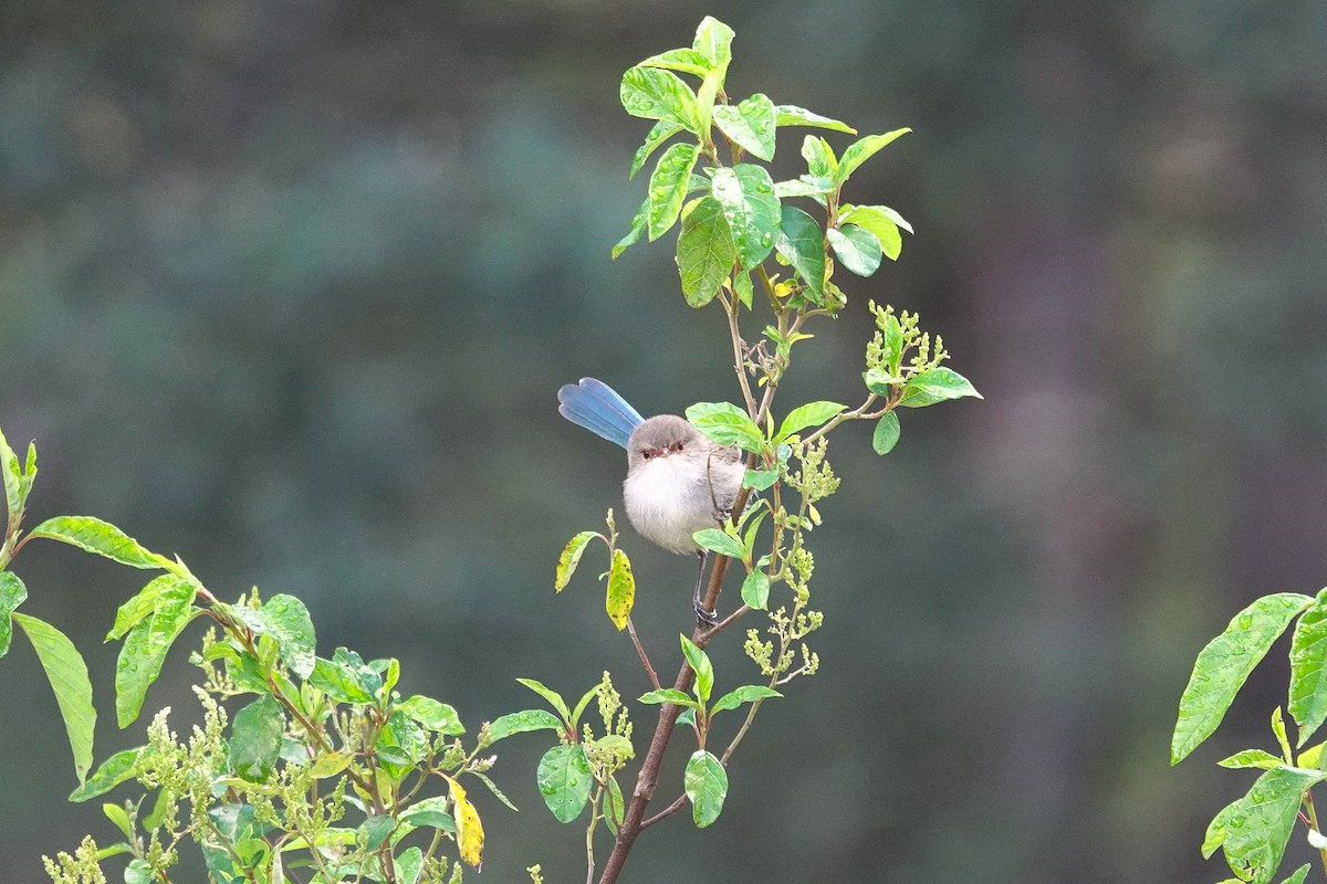 Splendid Fairywren - ML644304732