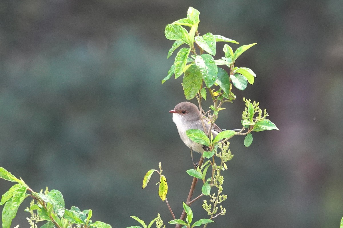 Splendid Fairywren - ML644304733
