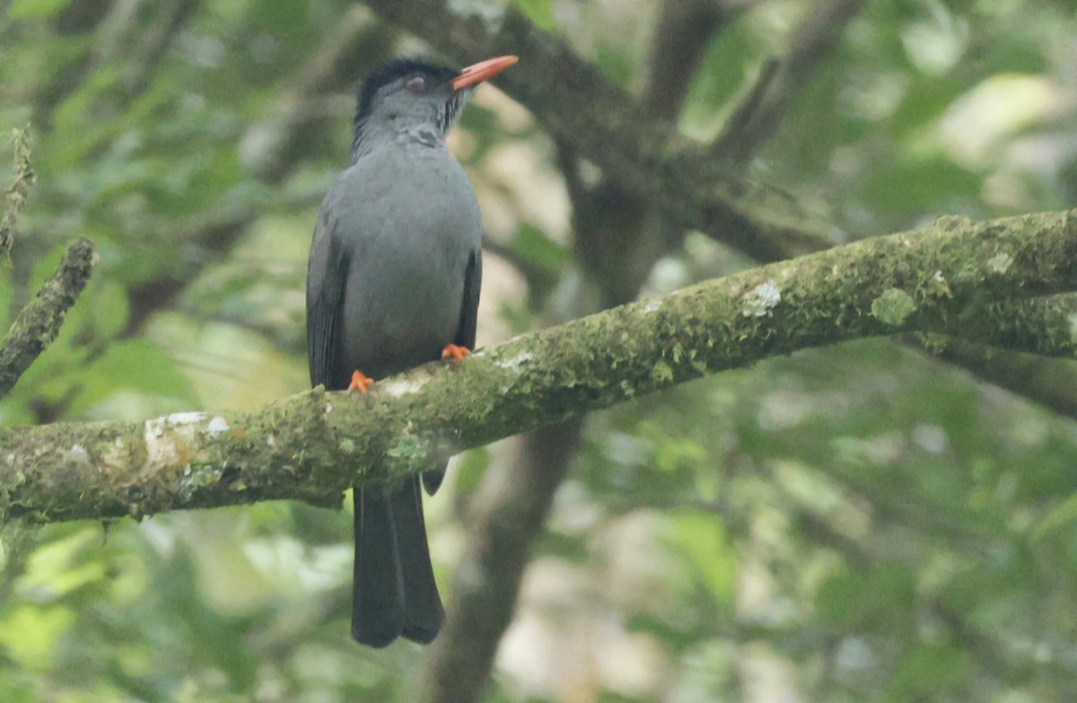 Square-tailed Bulbul (Sri Lanka) - ML644304744