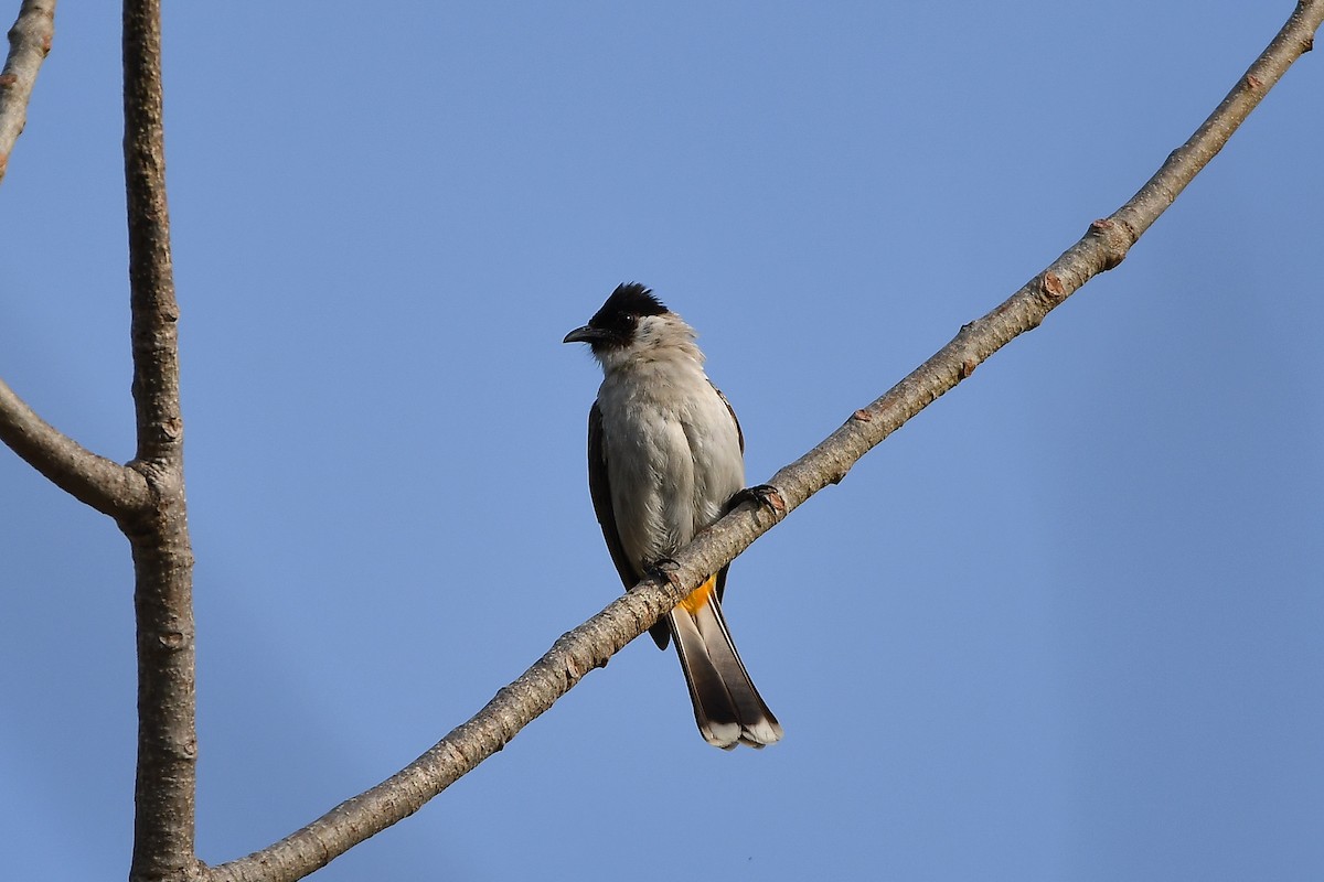 Sooty-headed Bulbul - ML644304747