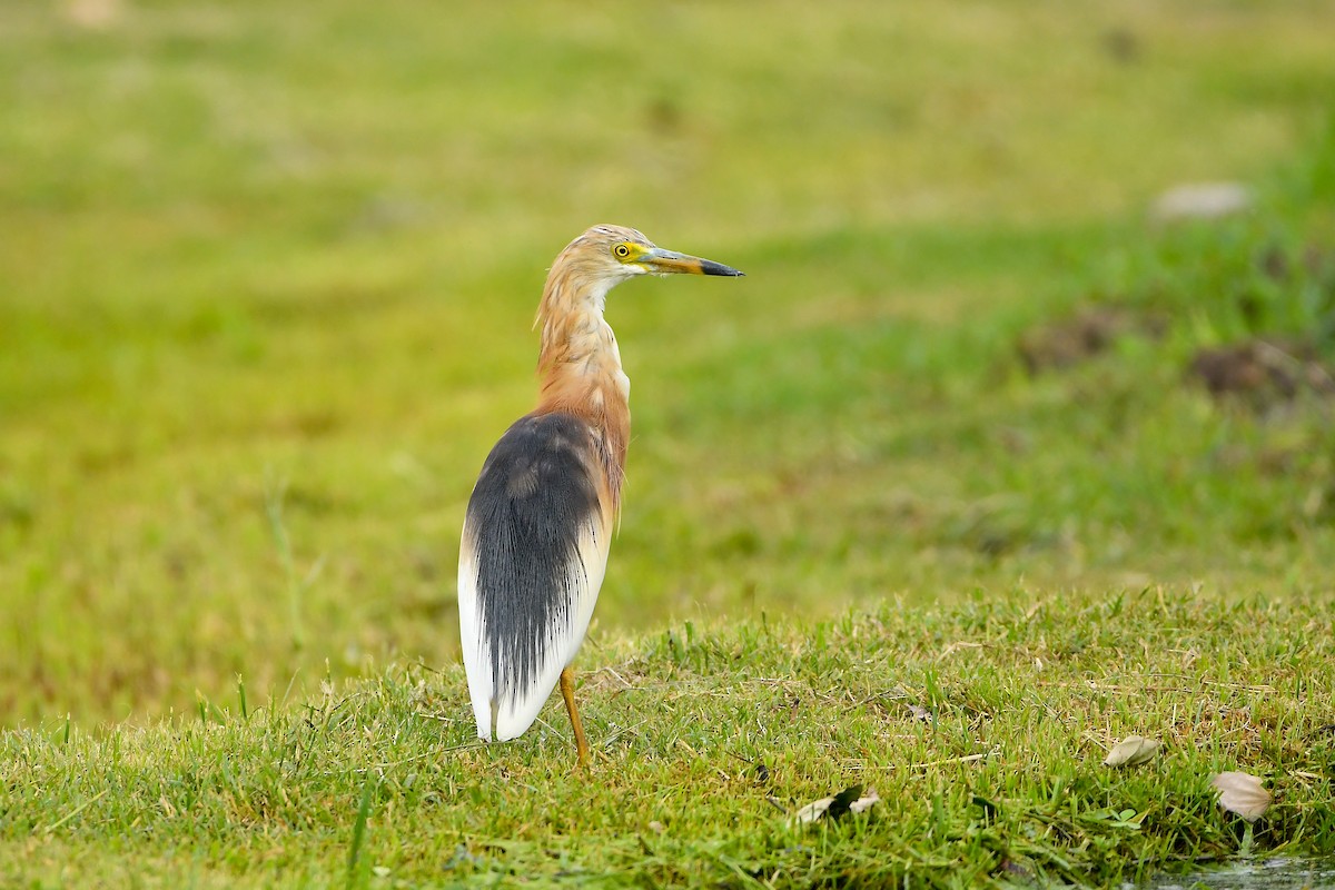 Javan Pond-Heron - ML644304764
