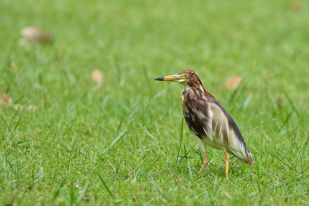Chinese Pond-Heron - ML644304765