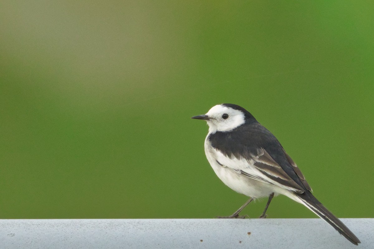 Lavandera Blanca (del Amur) - ML644304777