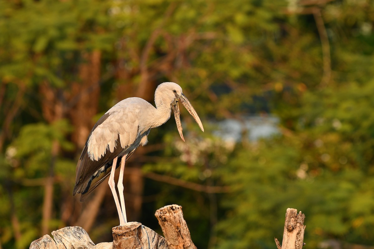 Bec-ouvert indien - ML644304781