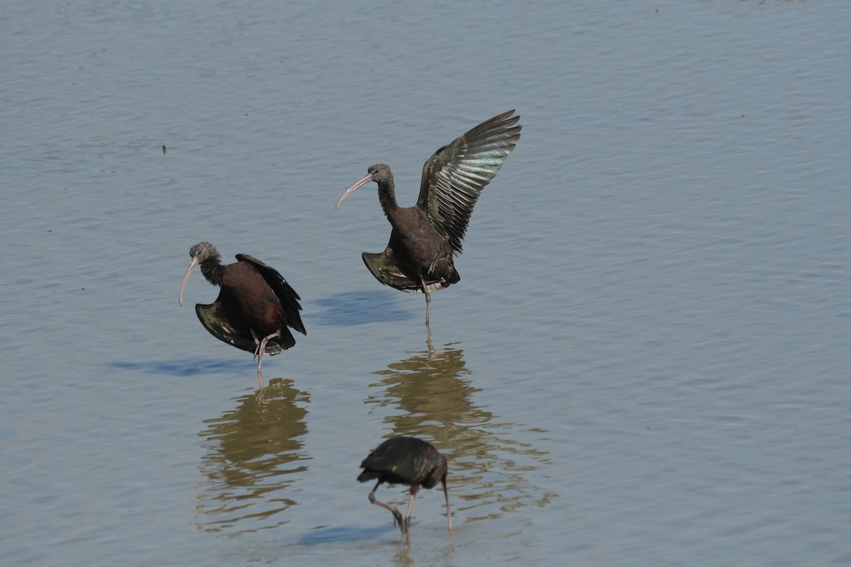 Glossy Ibis - ML644304800