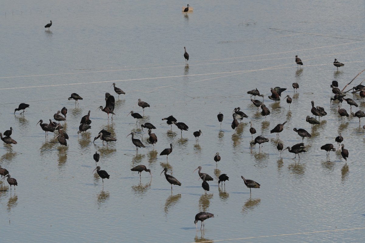 Glossy Ibis - ML644304807