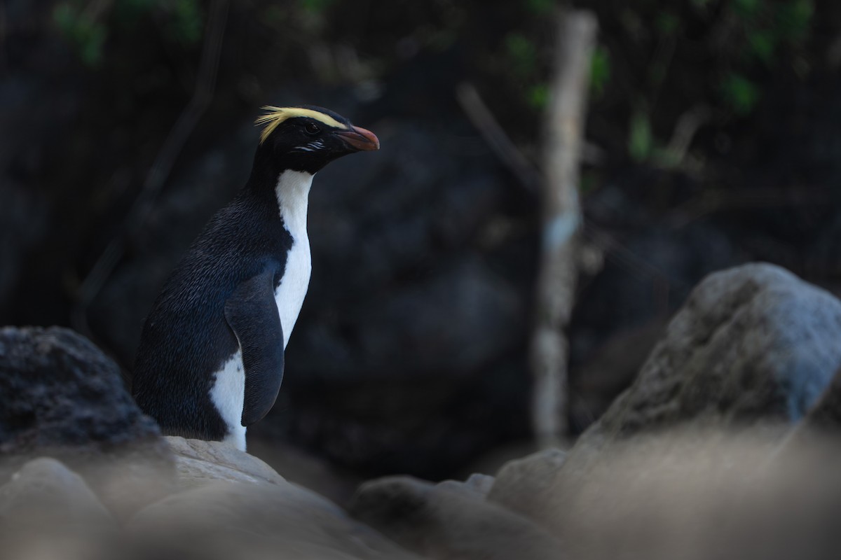 Fiordland Penguin - ML644304813