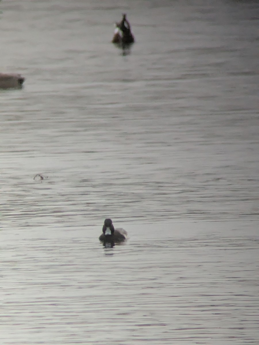 Lesser Scaup - ML644304815