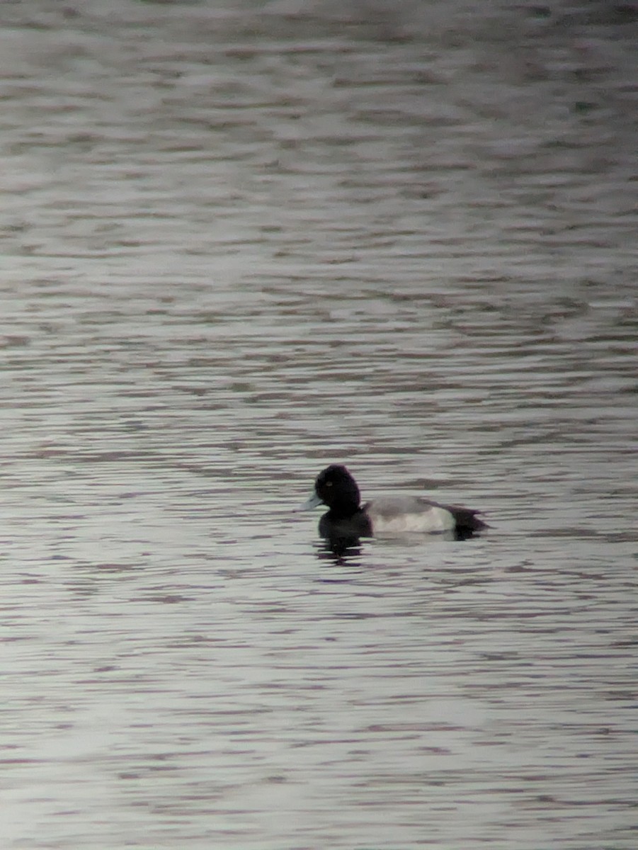 Lesser Scaup - ML644304816