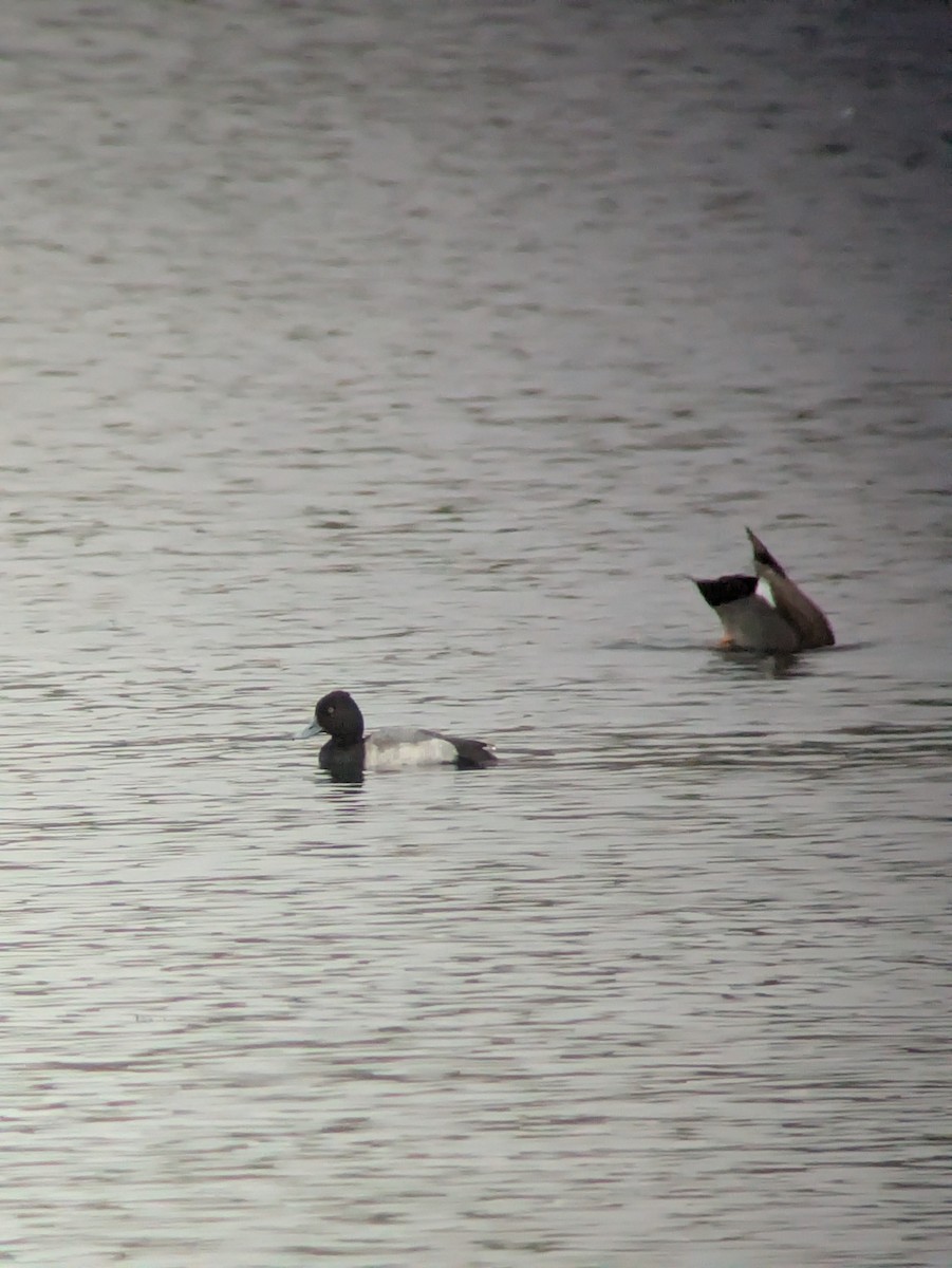 Lesser Scaup - ML644304817