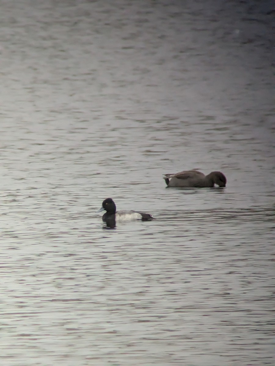 Lesser Scaup - ML644304818