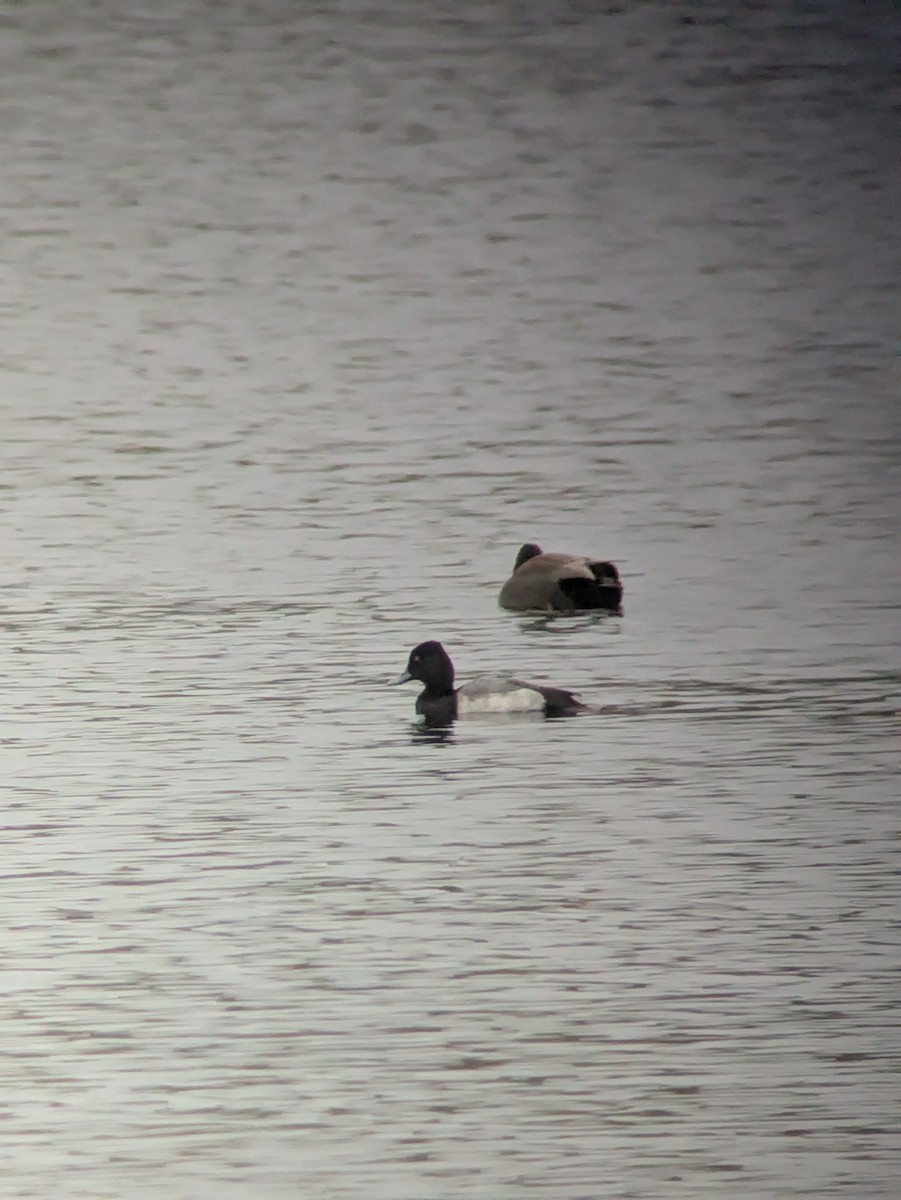 Lesser Scaup - ML644304819