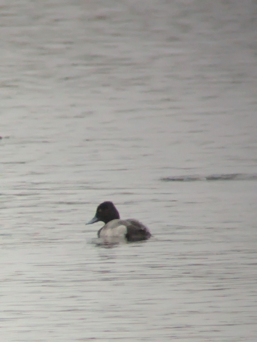 Lesser Scaup - ML644304820