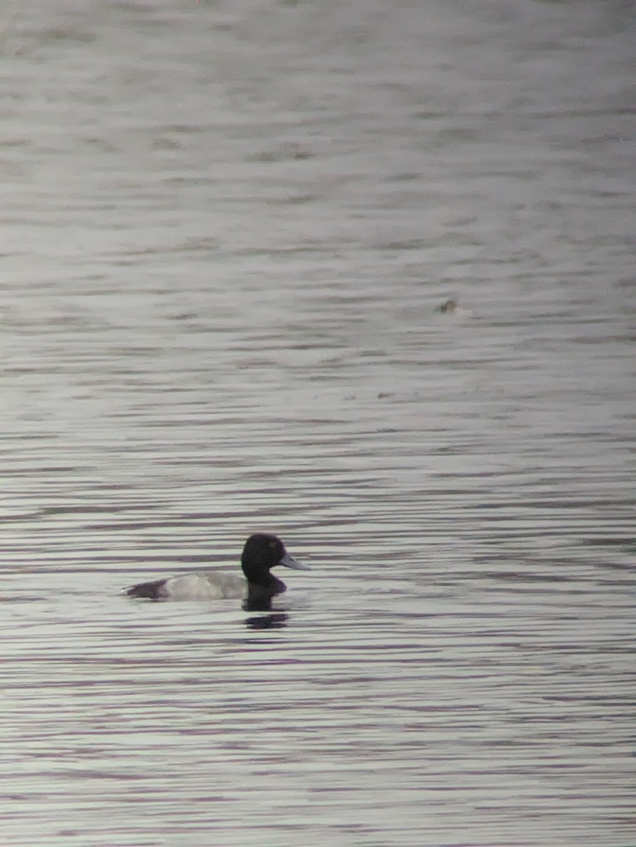Lesser Scaup - ML644304821