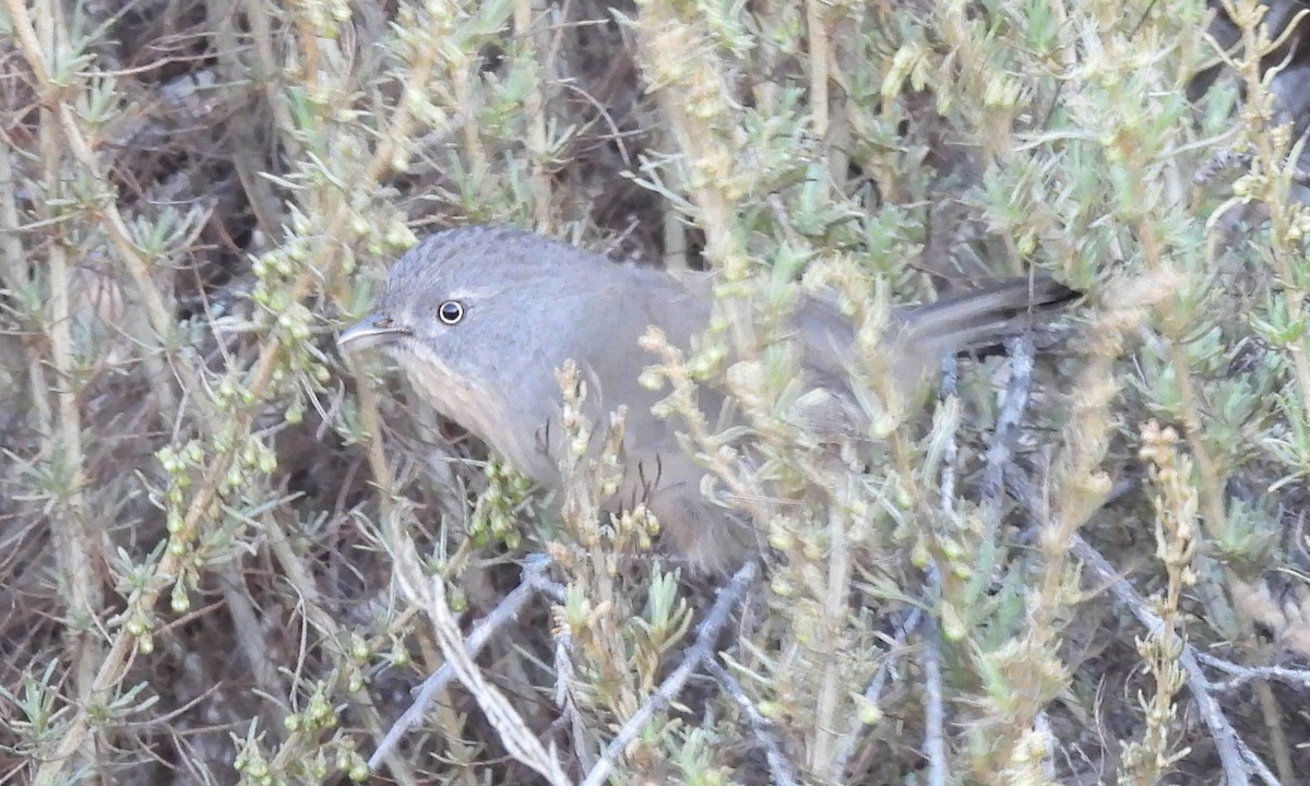 Wrentit - ML644304826