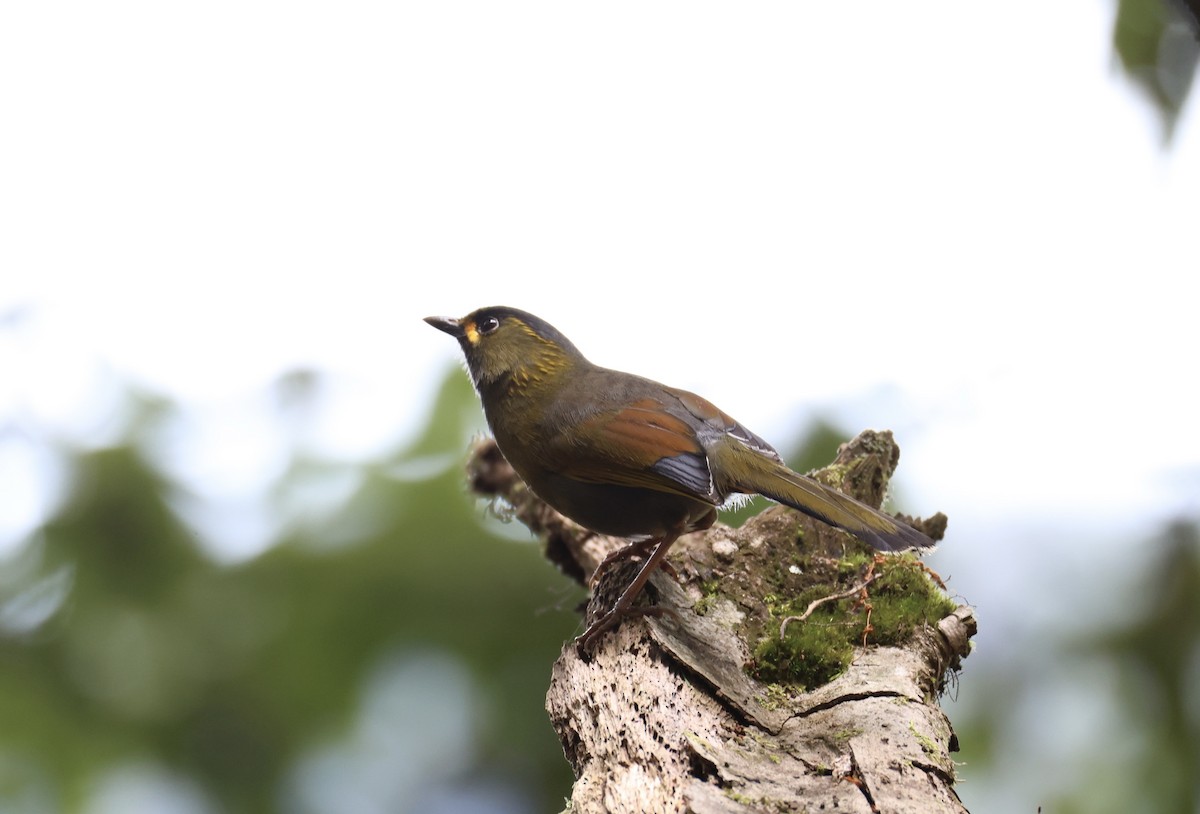 Мінла тайванська - ML644304829