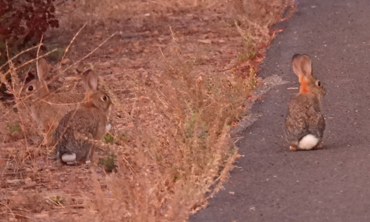 Desert Cottontail - ML644304830