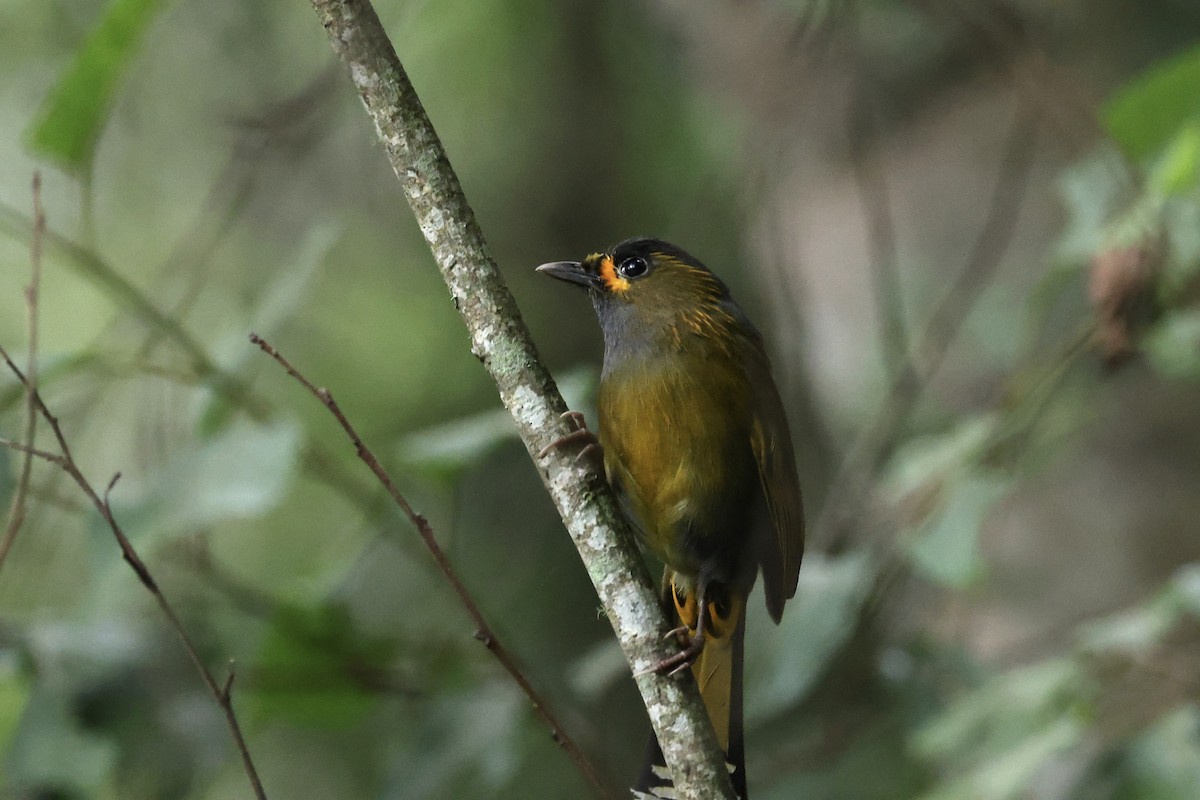 Мінла тайванська - ML644304831