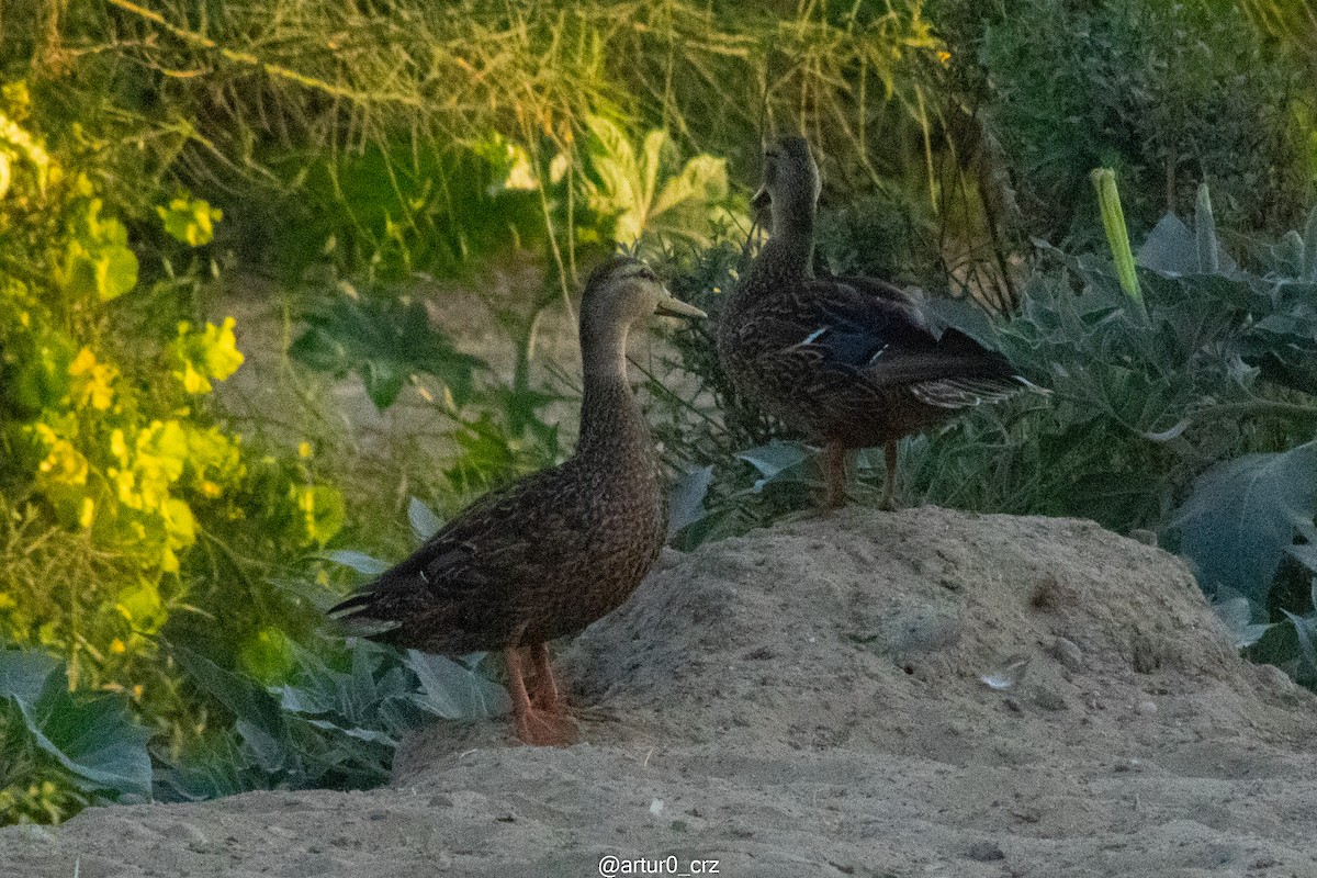 Ánade Mexicano - ML644304832