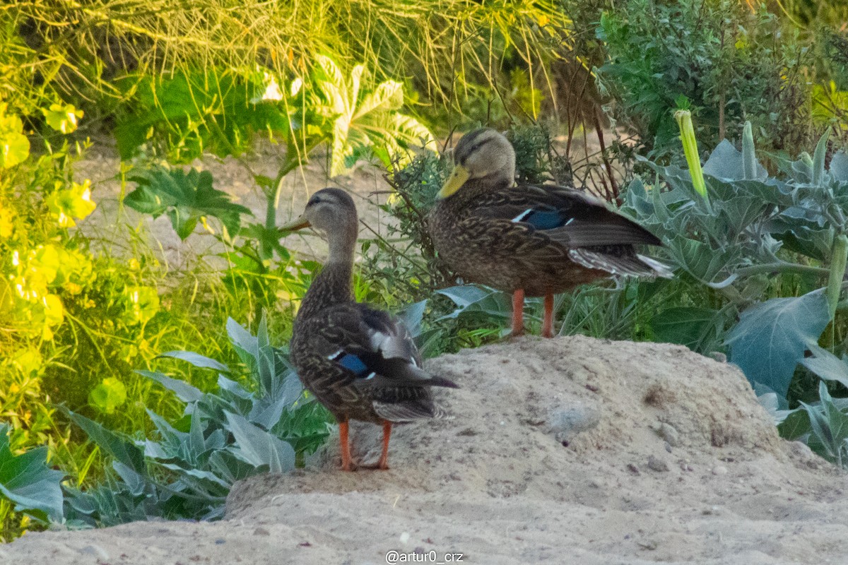 Ánade Mexicano - ML644304833