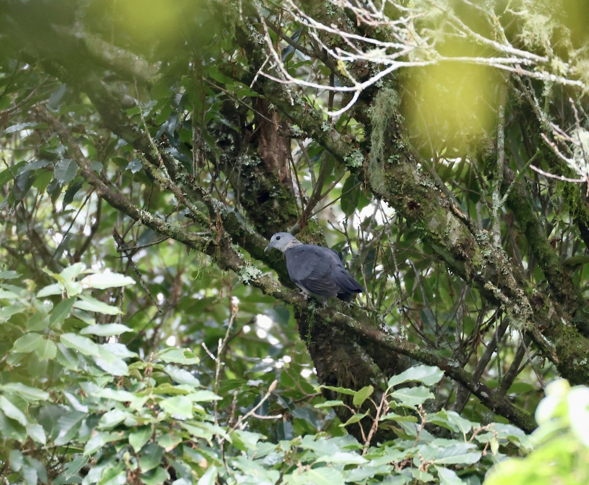 Ashy Wood-Pigeon - ML644304837