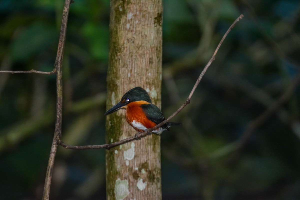 bronseisfugl - ML644304845