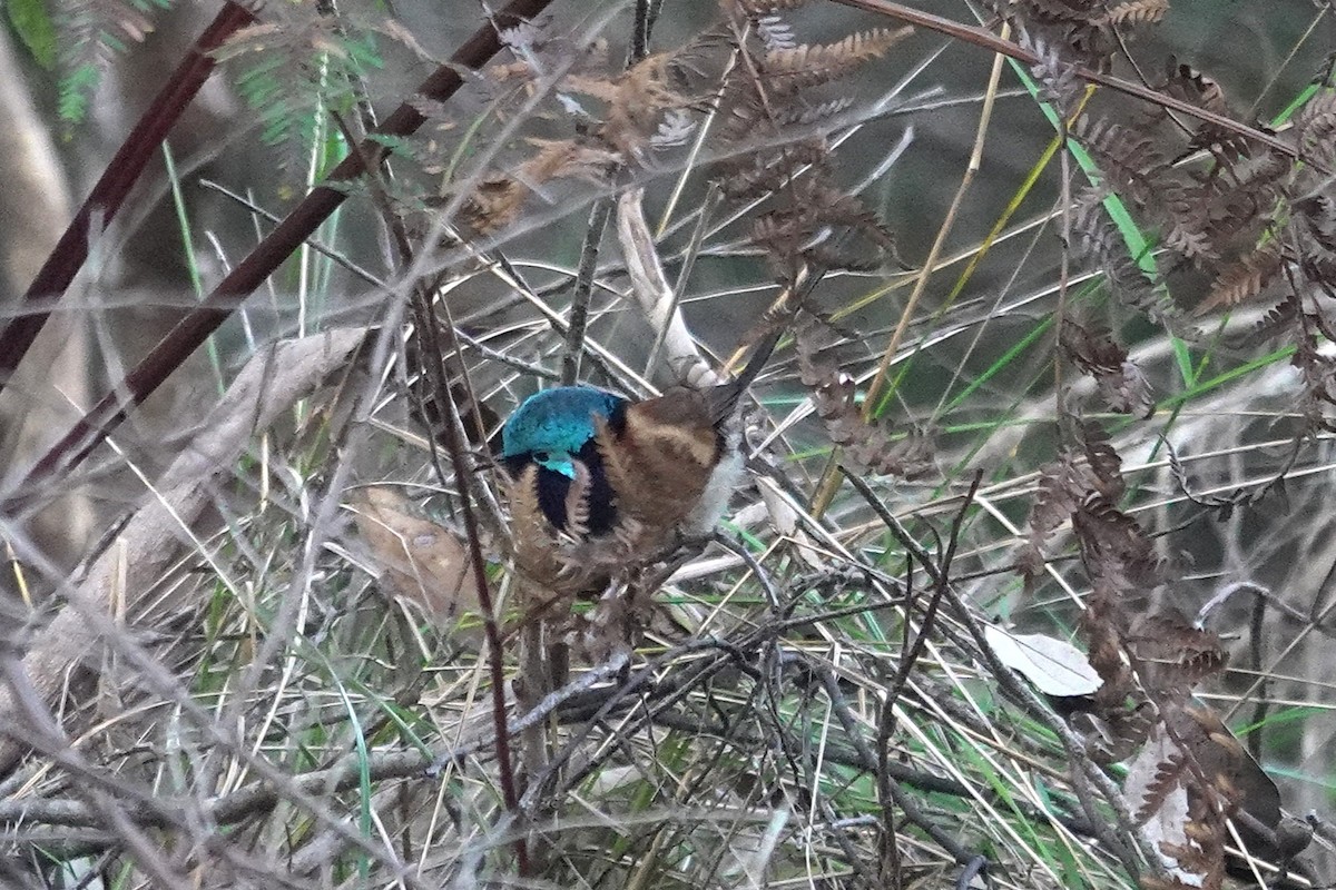 Red-winged Fairywren - ML644304850