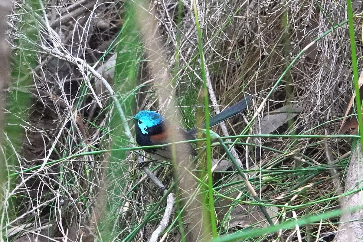 Red-winged Fairywren - ML644304851