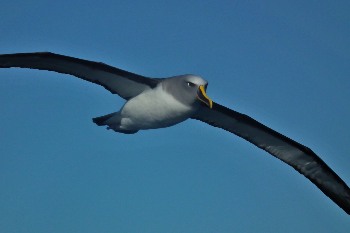 ニュージーランドアホウドリ - ML644304853