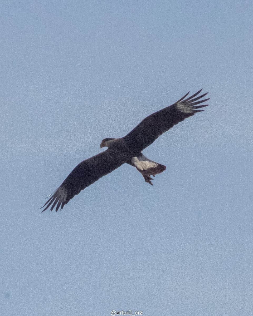 ミナミカラカラ（cheriway ） - ML644304859