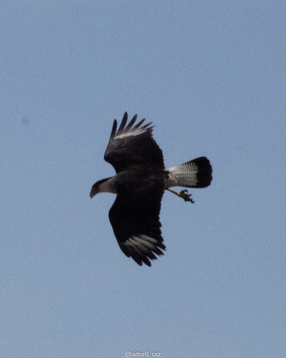 ミナミカラカラ（cheriway ） - ML644304860