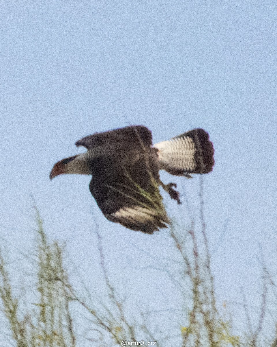 ミナミカラカラ（cheriway ） - ML644304862