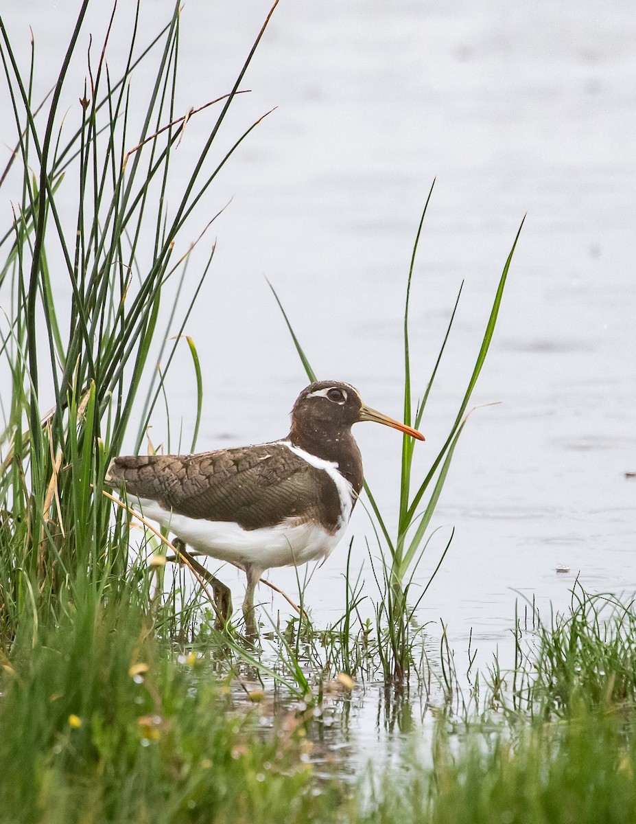 Australian Painted-Snipe - ML644304863