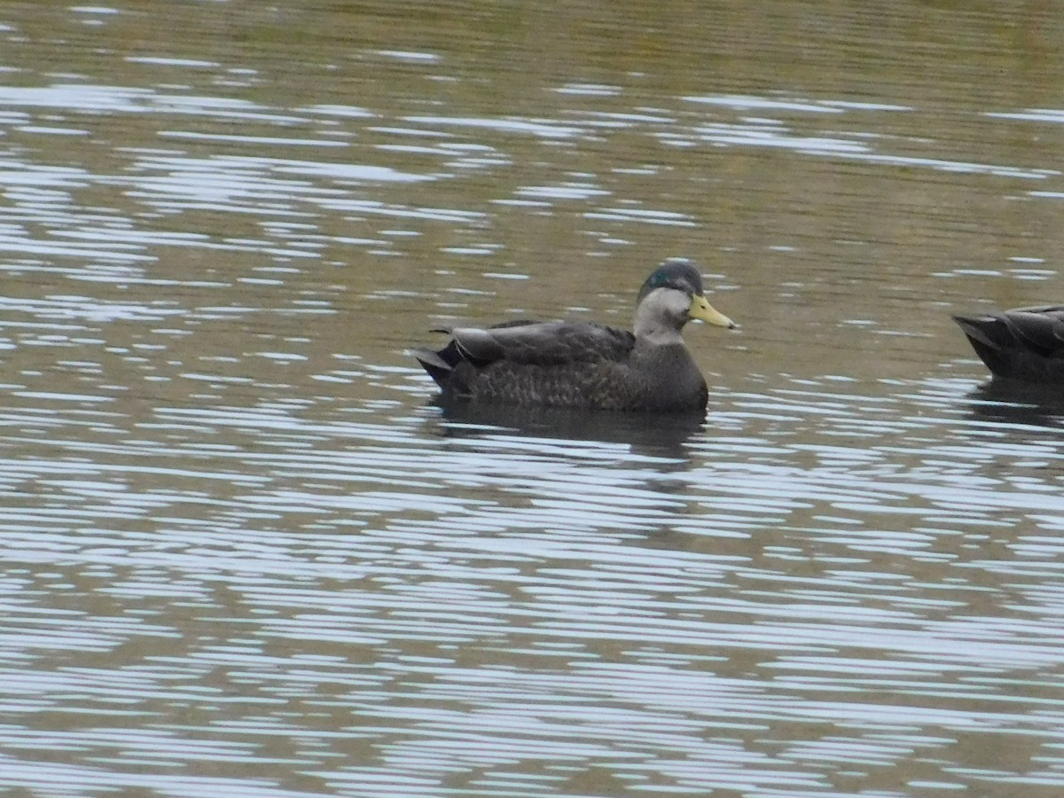 stokkand/rødfotand - ML644304864