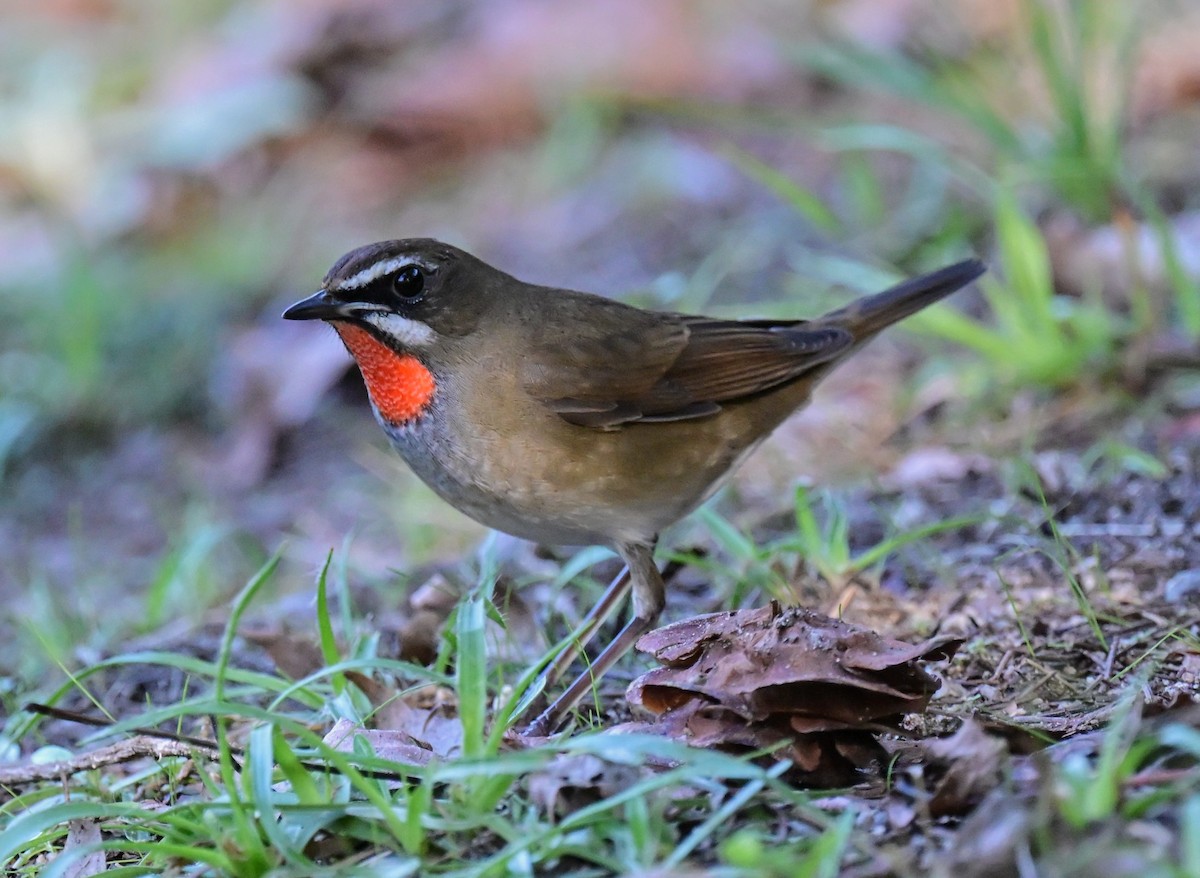 ノゴマ - ML644304865