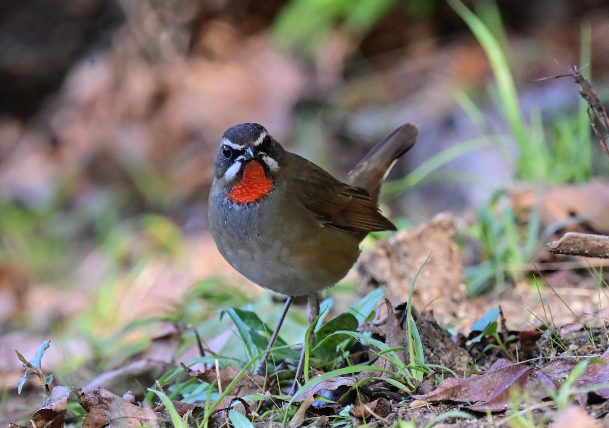 ノゴマ - ML644304871