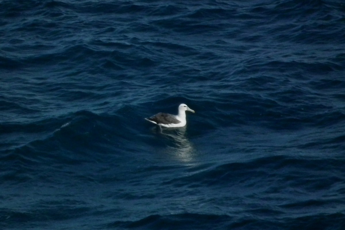 White-capped Albatross - ML644304872