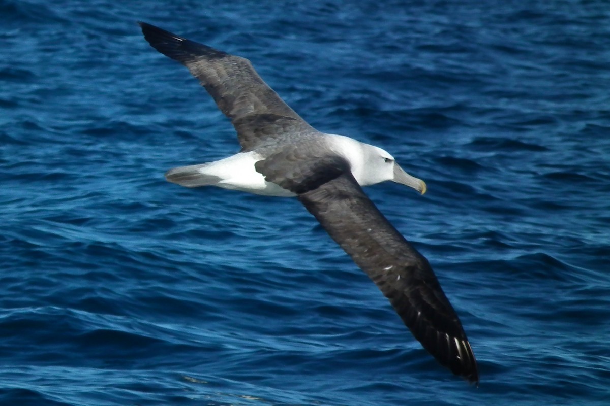 White-capped Albatross - ML644304873