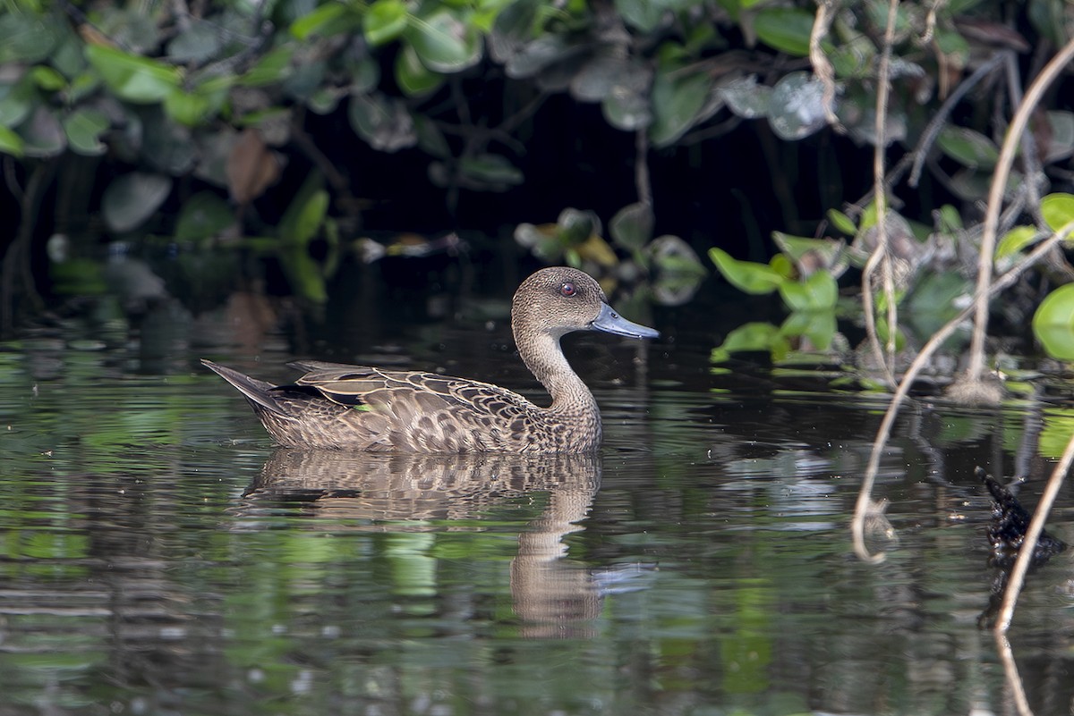 Sunda Teal - Michelle & Peter Wong