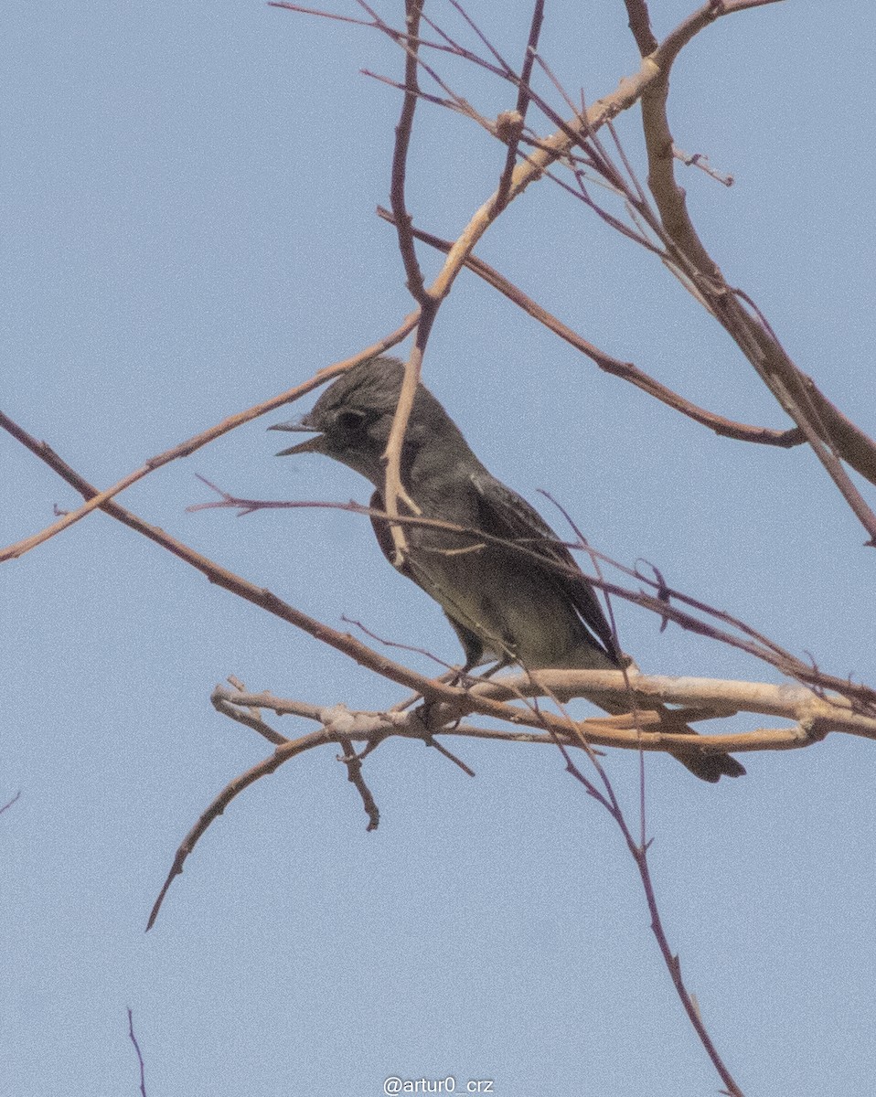 Western Wood-Pewee - ML644304882