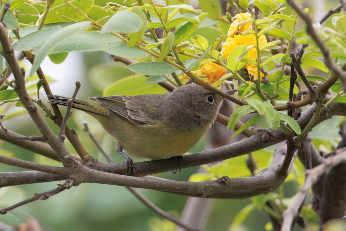 ズアカアメリカムシクイ - ML644304884