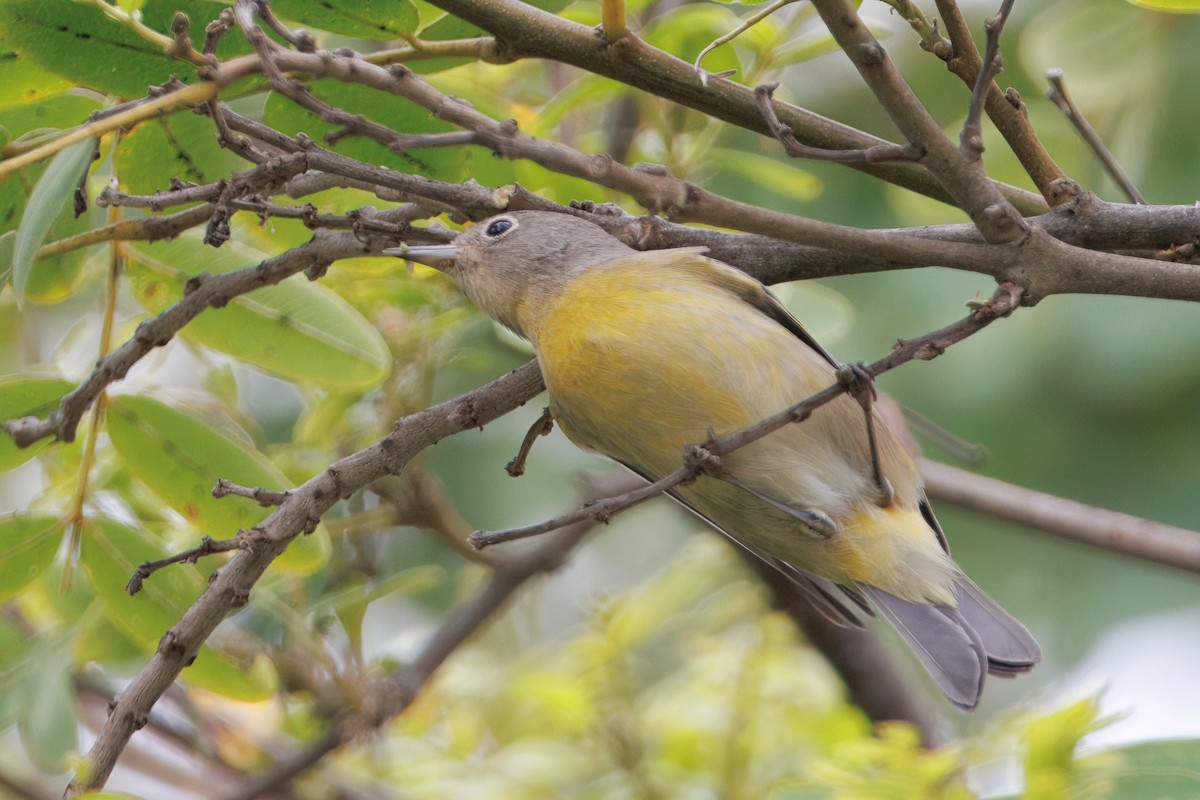 ズアカアメリカムシクイ - ML644304885